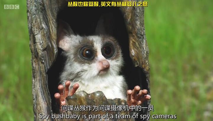 短篇结构旅行闹剧